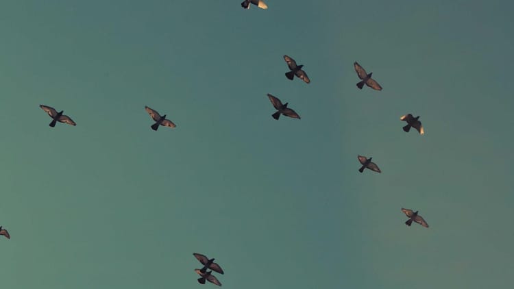 Type‑Safe Probabilistic Data Structures in JavaScript/TypeScript: Bloom Filters, HyperLogLog & Count‑Min Sketches